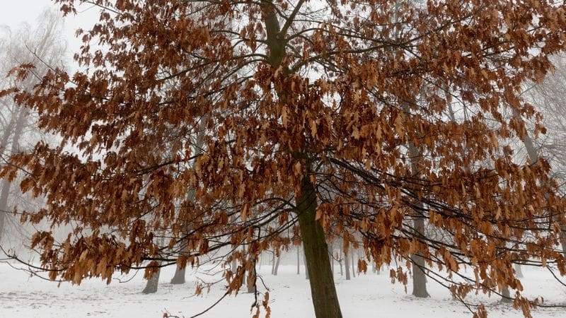 Shumard Oak Tree in winter