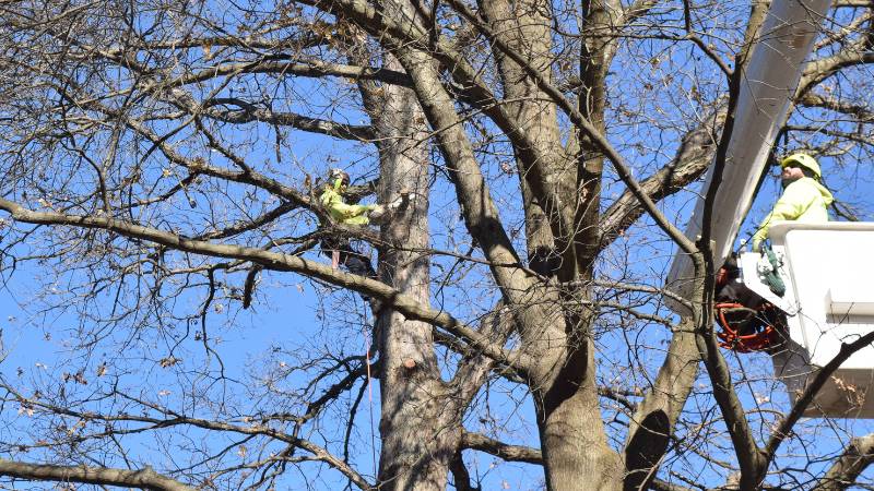 A Clauser Tree Care professional prunes a leafless tree from an elevated bucket truck as another professional climber prunes branches with a small chainsaw.