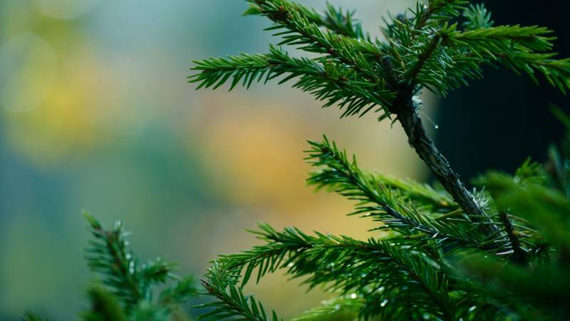 Several bunches of green conifer needles.