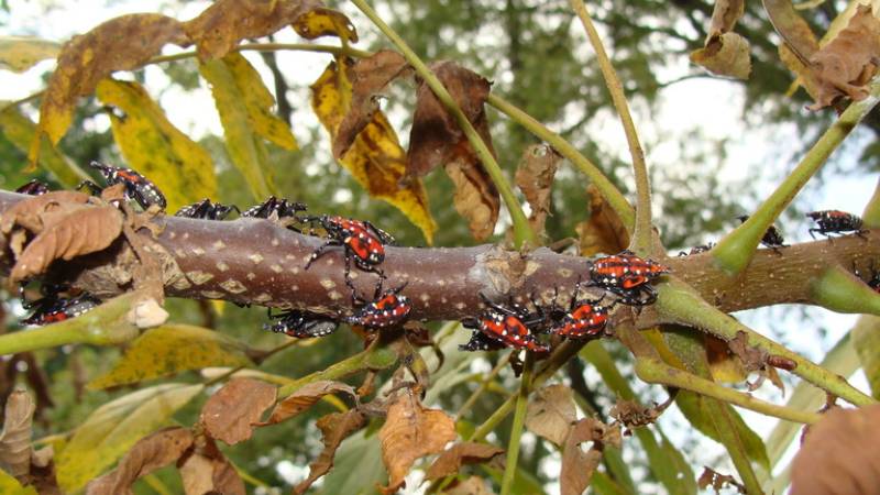 A collection of a dozen red, black, and white dotted spotted lantern flies feed on a brown branch with brown leaves protruding from the stem, already showing signs of browning and curling.