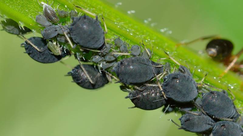 Another example of leaf-eating insects is a collection of black aphids of various sizes that feed on the fluids of a green plant stem as an ant eats its honeydew secretions.