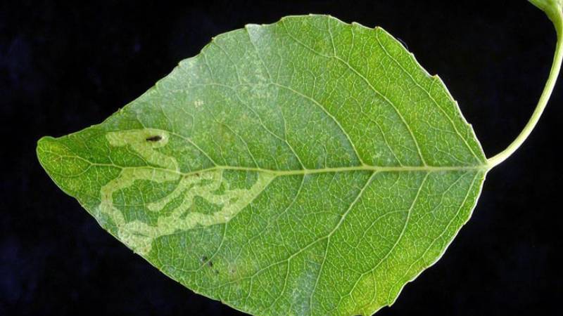 A single, teardrop-shaped green leaf shows the white squiggly pattern highlighting the tunneling associated with leaf miner feeding.