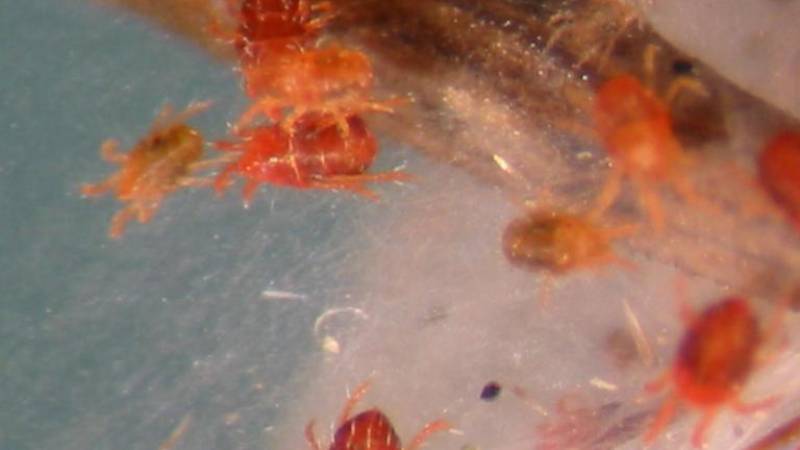 A collection of red spider mites sit on their silk webbing underneath a brown leaf.